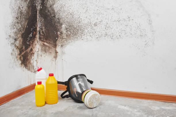 Best Mold Remediation  in Hinckley, MN