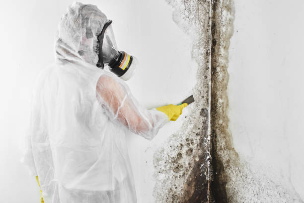 Best Black Mold Removal  in Hinckley, MN