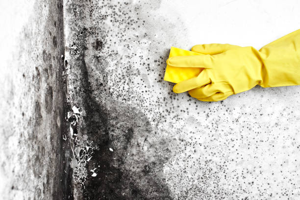Best Attic Mold Removal  in Hinckley, MN