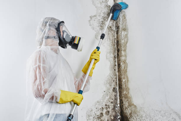 Best Mold Removal Company Near Me  in Hinckley, MN