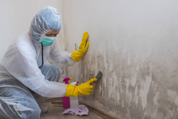 Best Residential Mold Removal  in Hinckley, MN