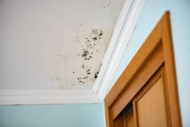 Best Toxic Mold Removal  in Hinckley, MN