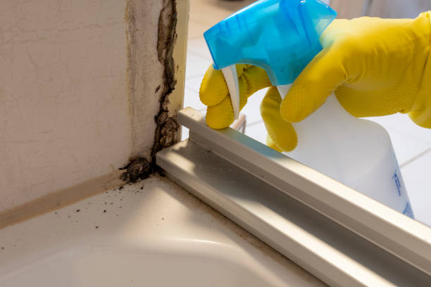 Mold Testing and Removal in Hinckley, MN