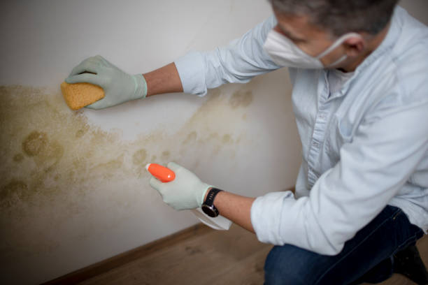 Best Home Mold Removal  in Hinckley, MN