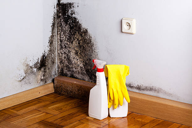 Best Mold Remediation Services  in Hinckley, MN