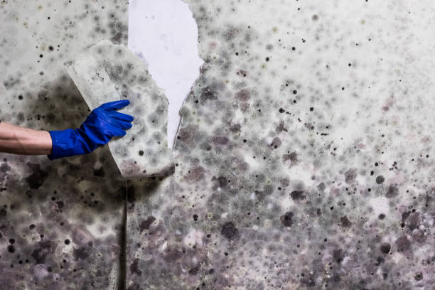 Best Office Mold Removal Services  in Hinckley, MN